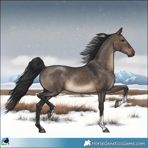 Horse Color:Brown Dun Sabino 