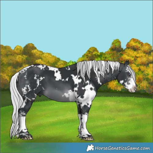 Horse Color:White Spotted Silver Brown Chinchilla Sabino 