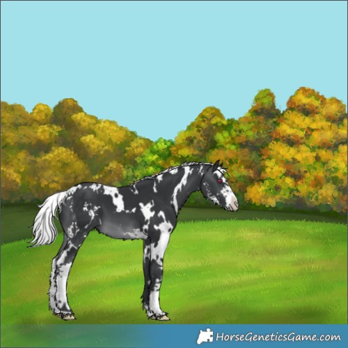 Horse Color:White Spotted Silver Brown Chinchilla Sabino 