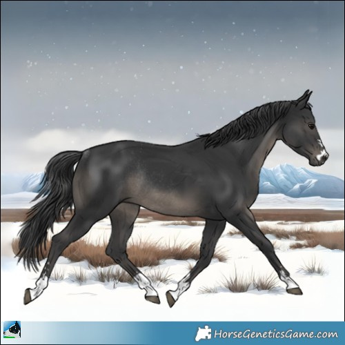 Horse Color:Black Rabicano 
