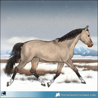 Horse Color:Bay Dun Rabicano 
