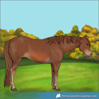 Horse Color:Chestnut 