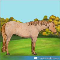 Horse Color:Red Roan 