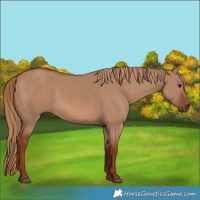 Horse Color:Red Dun 