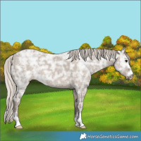 Horse Color:Silver Grullo Ice 