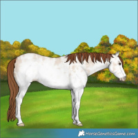 Horse Color:White Spotted Red Dun Ice Sabino