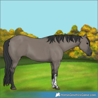 Horse Color:Grullo Sabino Rabicano 