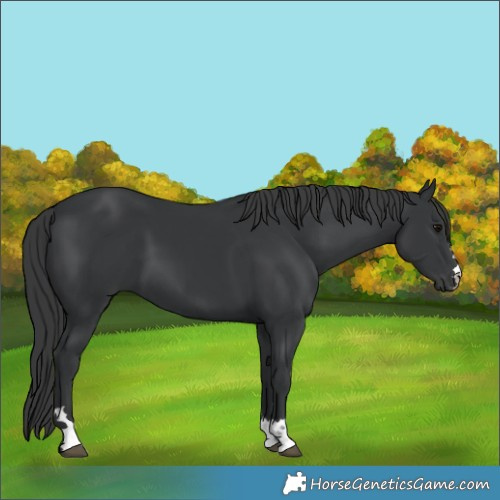 Horse Color:Black 