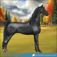Horse Color:Black 