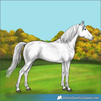 Horse Color:Gray Brown Tobiano 