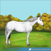 Horse Color:Gray Brown Tobiano 