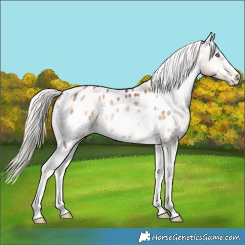 Horse Color:Chocolate Palomino Pearl Onyx Appaloosa 