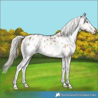 Horse Color:Chocolate Palomino Pearl Onyx Appaloosa 