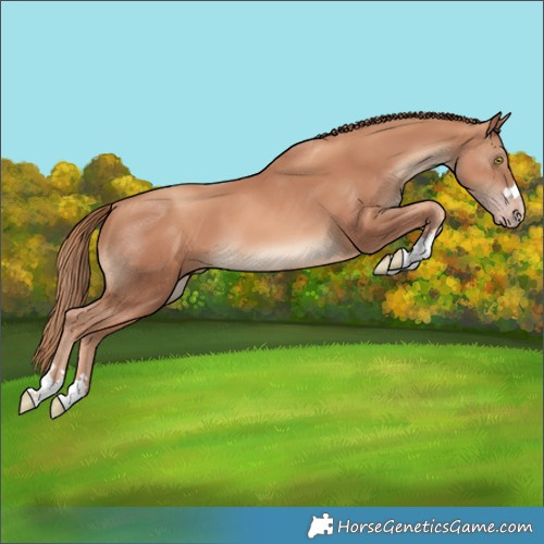 Horse Color:Gold Champagne 