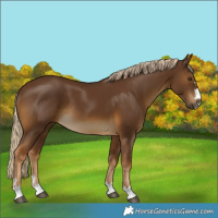 Horse Color:Chocolate Palomino 