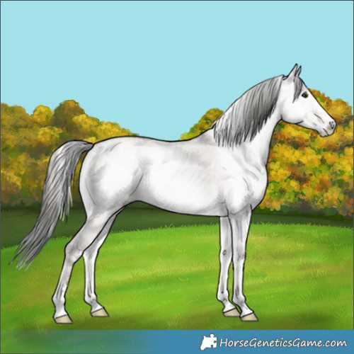 Horse Color:Gray Platinum Liver Red Dun Pearl Onyx Sabino Rabicano