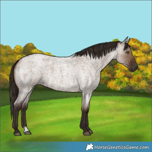 Horse Color:Liver Red Dun Roan 