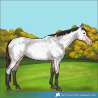 Horse Color:Bay Roan Appaloosa 