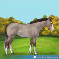 Horse Color:Liver Red Dun Roan Splash 