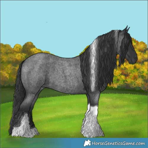 Horse Color:Blue Roan Tobiano