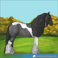 Horse Color:Blue Roan Tobiano 