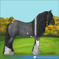 Horse Color:Blue Roan Tobiano