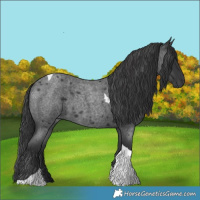 Horse Color:Blue Roan Tobiano