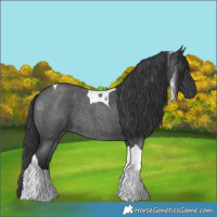 Horse Color:Blue Roan Tobiano 