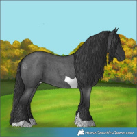 Horse Color:Blue Roan Tobiano 