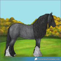 Horse Color:Blue Roan Tobiano 