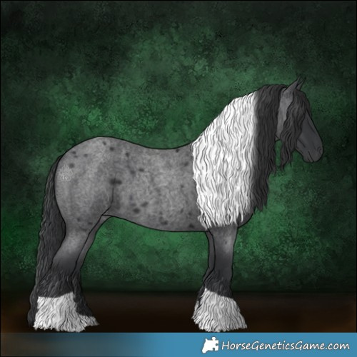 Horse Color:Blue Roan Tobiano 