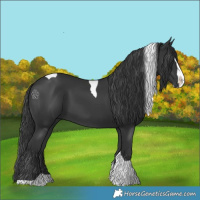 Horse Color:Black Splash Tobiano 