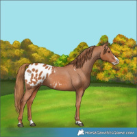 Horse Color:Chestnut Splash Appaloosa 