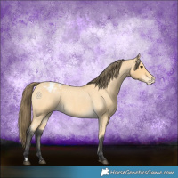 Horse Color:Buckskin Roan Appaloosa 