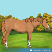 Horse Color:Chestnut Rabicano 