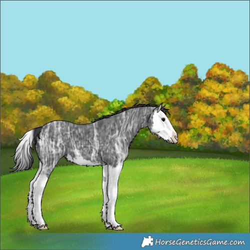 Horse Color:Black Ice Splash 