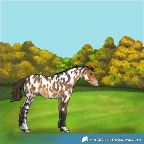 Horse Color:Buckskin Appaloosa 