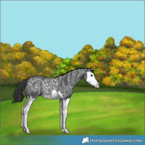 Horse Color:Black Ice Splash 