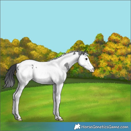 Horse Color:Black Ice Splash Tobiano 