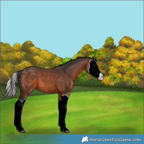 Horse Color:Brown Splash 