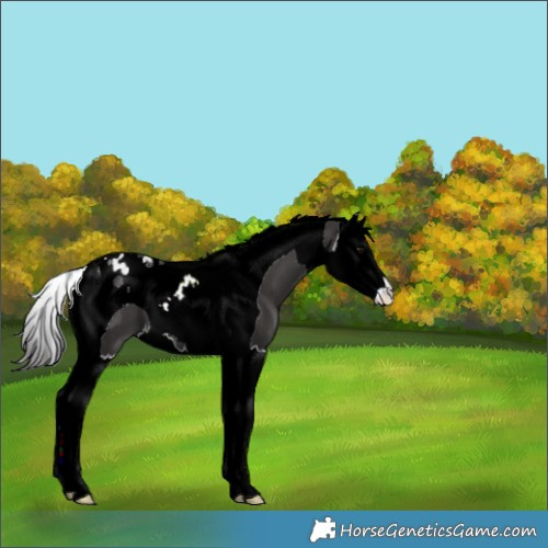 Horse Color:Smoky Black Splash Tobiano 