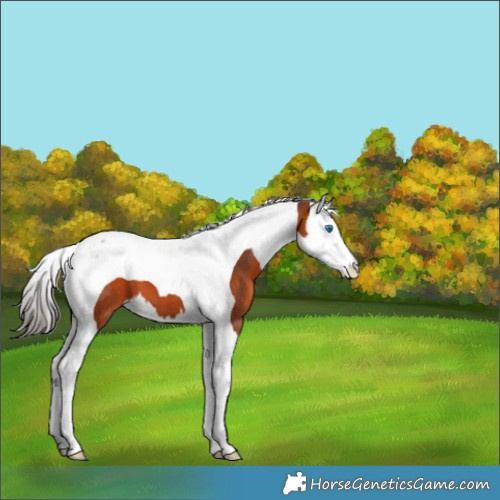 Horse Color:Bay Splash Tobiano 
