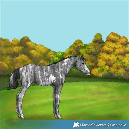Horse Color:White Spotted Black Ice Sabino 