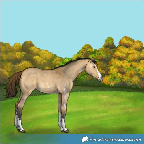 Horse Color:Gray Buckskin Dun Sabino 