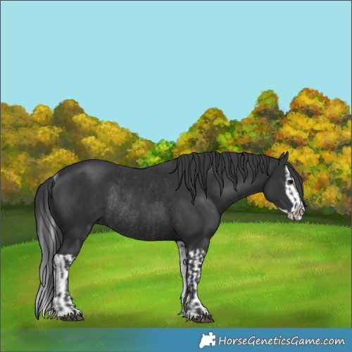 Horse Color:Black Rabicano  and Black Splash Rabicano 
