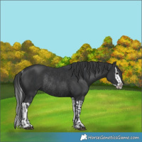 Horse Color:Black Rabicano and Black Splash Rabicano