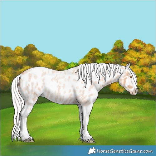 Horse Color:Silver Classic Champagne Roan Splash Tobiano Frame Near Leopard Rabicano 