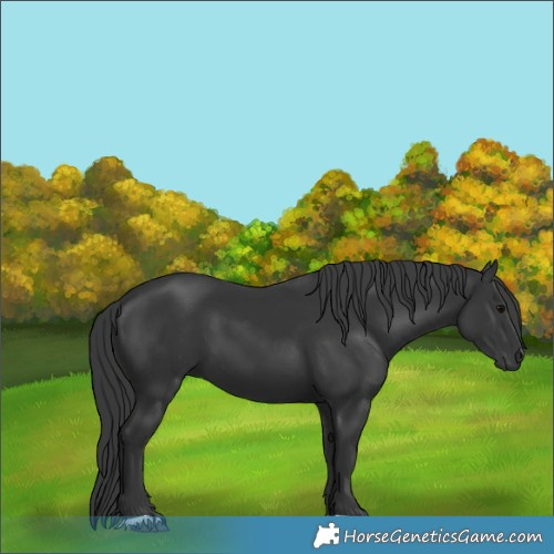 Horse Color:Black 