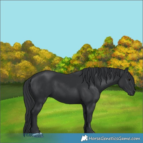 Horse Color:Black 