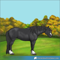 Horse Color:Black 